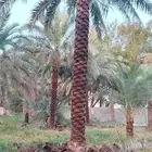 سلام عليكم كل مايلزم شغل نخيل تكريب تحويض قس اسيف اليابس صان