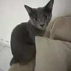 3 قطط للتبني