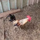 ديك شوكي