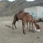 ناقه خلفه تحتها بكره