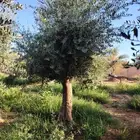 سلام عليكم يوجد لدينا اشجار زيتون معمر
