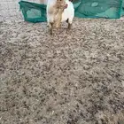 طقم ماعز قزم تشيكي