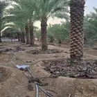 يوجد لدينا نخل عربي ووشنطني جميع المقاسات متوفره