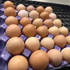 بيض لوهمان براون