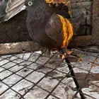 حمام اتراك طحيني للبيع