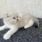 كيتن (( للبيع))