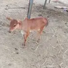 بقره معها عجله الموقع العديا