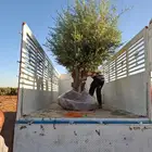 أشجار زينه زيتون