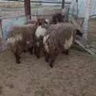 خرفان ورخال ذبائح للبيع في حائل شمال علي طريق بقعاء