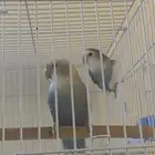 جوز روز