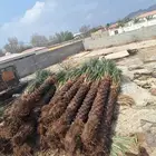 جثايث وفسايل للبيع متواجدة