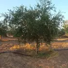 اشجار زيتون الجوف مثمرة