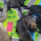 كلاب مالينو مستوى وحش