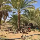 توريد وزرعه جميع انواع النخيل