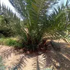 مزرعة للاجار
