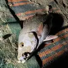 Beginner Fishing Course