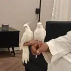 زوج كروان البينو اليف متكلم مغرد