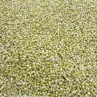 خضير ذره جبزاني متوفر ابيض ويوجد توصيل