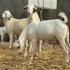 مشروع فحل تيس اصهف فاخر