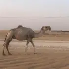 بعير للبيع عقاب على عقاب الجليدي