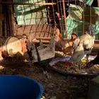 دجاج بياض مع الديك العدد 6 جمله من 30 نظيف