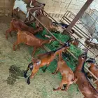 تيوس العدد 15 الذكور8 الاناث7 السوم 750