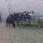 تيوس وجفار عوارض