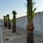 مزراع الغاط المجمعه الزلفي سدير شقراء اشيقر