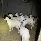 6 طليان مقفله شحم أعمارها متفاوته من اربع شهور وفوقو2 سواكن