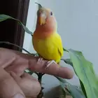 روز فروخ روز هدد