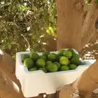 ليمون طازج ابو زهيرة