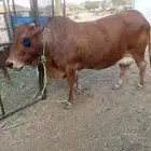 بقره بلدي خلفه ومضروبه