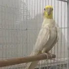 كروان للبيع مستعجل