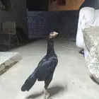 دجاجه شامو ألماني فاخر لون ملكي