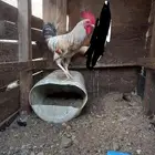 ديك بلدي