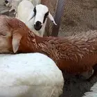غنم سواكني