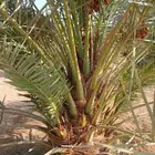 نخل مثمر للبيع خلاص برحي سكري شيشي مجدول صقعي هلالي