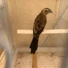 طائر نادر للبيع