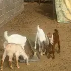 تيوس لباني 3 اشهر