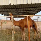 قعود احمر أدهم
