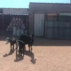 عنز متوم