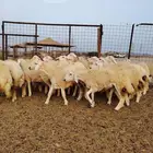 رخال جدعات فرش الفحل