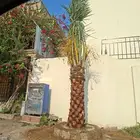 يوجد لدينا جميع أنواع النخيل الوشنطني والعربي