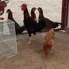 أطقم فواخر كفو نادره