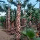 شبك وزيتون ونخل
