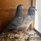 حمام باكستاني للبيع أساسات مطيار