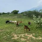 اغنام اغنام