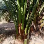 يوجد لدي نخل انواع طيبه صقعي ومجدوله وسكري وسلطانه وهلالي بر