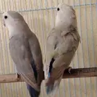 جوز روز للبيع