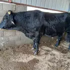 ثور   الماني كفو وهادي جدا